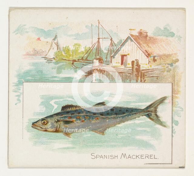 Spanish Mackerel, from Fish from American Waters series (N39) for Allen & Ginter Cigarette..., 1889. Creator: Allen & Ginter.