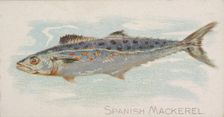 Spanish Mackerel, from the Fish from American Waters series (N8) for Allen & Ginter Cigare..., 1889. Creator: Allen & Ginter