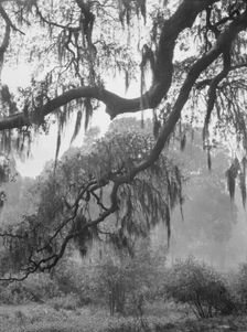 Spanish moss, New Orleans, between 1920 and 1926. Creator: Arnold Genthe