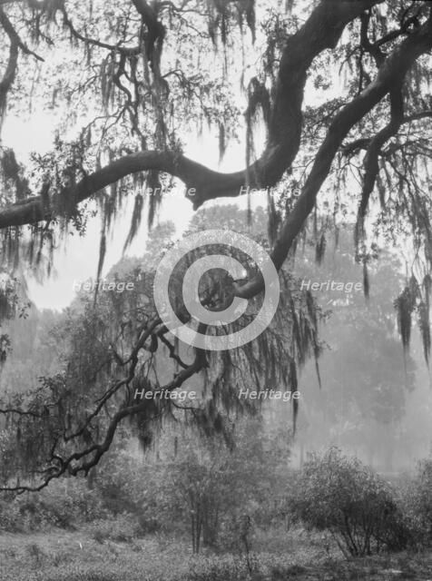 Spanish moss, New Orleans, between 1920 and 1926. Creator: Arnold Genthe.