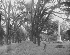 Spanish Moss on Live Oaks, Savannah, Georgia, USA, c1900. Creator: Unknown