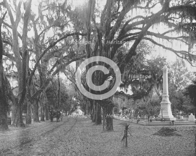 Spanish Moss on Live Oaks, Savannah, Georgia, USA, c1900. Creator: Unknown.