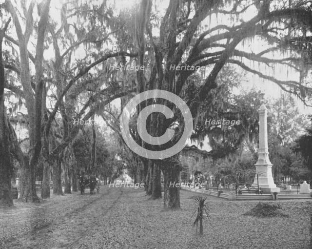 Spanish Moss on Live Oaks, Savannah, Georgia, USA, c1900. Creator: Unknown.