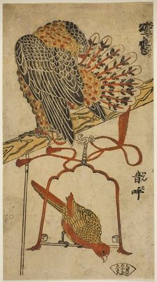 Sparrowhawk and Macaw (Konori taka, inko), c. 1718. Creator: Torii Kiyomasu I