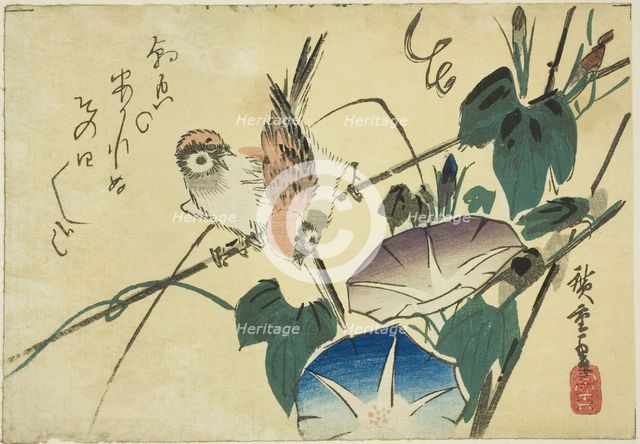 Sparrows and morning glories, 1830s. Creator: Ando Hiroshige.