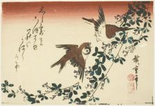 Sparrows and bush clover, 1830s. Creator: Ando Hiroshige