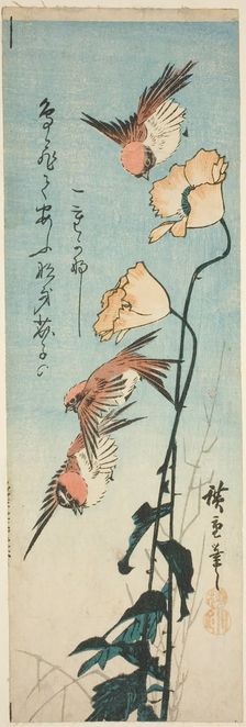 Sparrows and poppies, 1850s. Creator: Ando Hiroshige