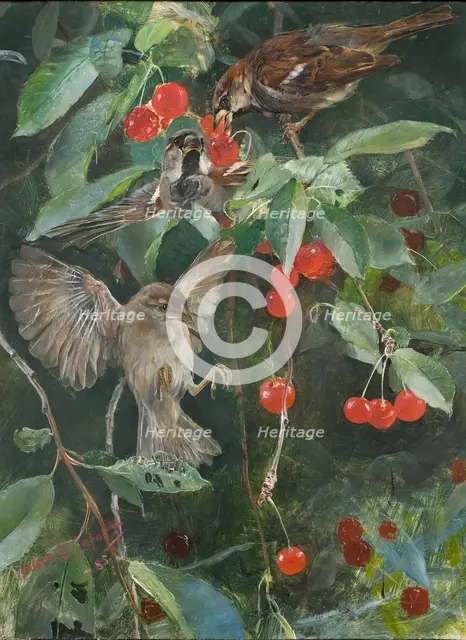 Sparrows in a Cherry Tree. Five studies in one frame, NM 2223-2227, 1885. Creator: Bruno Liljefors.