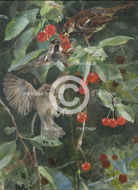 Sparrows in a Cherry Tree. Five studies in one frame, NM 2223-2227, 1885. Creator: Bruno Liljefors.