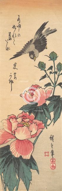 Sparrow and Hibiscus, ca. 1834., ca. 1834. Creator: Ando Hiroshige.