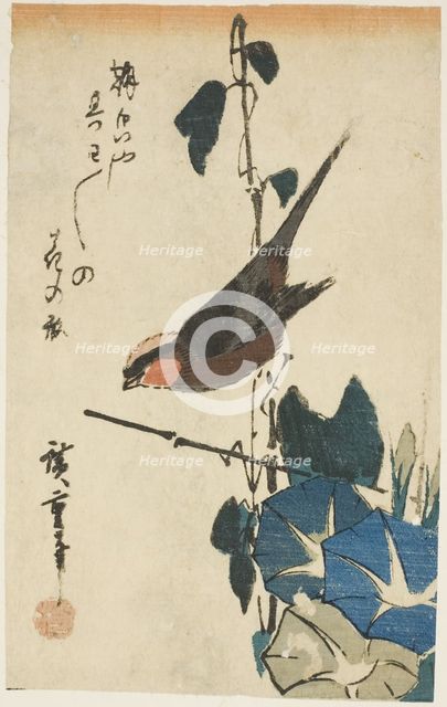 Sparrow and morning glories, n.d. Creator: Ando Hiroshige.