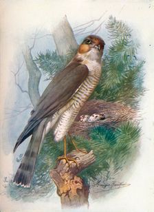 Sparrow-Hawk - Accip'iter ni'sus c1910, (1910). Artist: George James Rankin