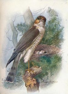Sparrow-Hawk - Accip'iter ni'sus c1910, (1910). Artist: George James Rankin
