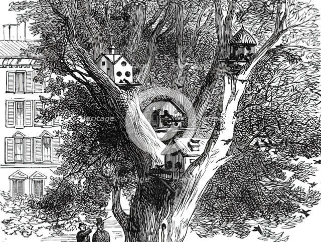 Sparrow-Nests in Philadelphia, 1876. Creator: Unknown.