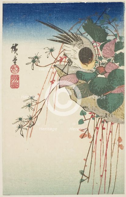 Sparrow on a hanging planter, n.d. Creator: Ando Hiroshige.