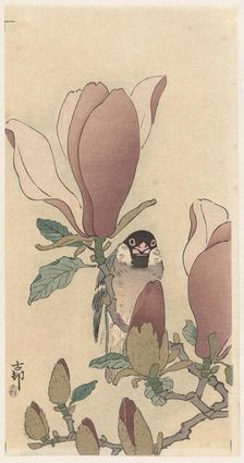 Sparrow on blooming magnolia branch. Creator: Ohara, Koson (1877-1945)