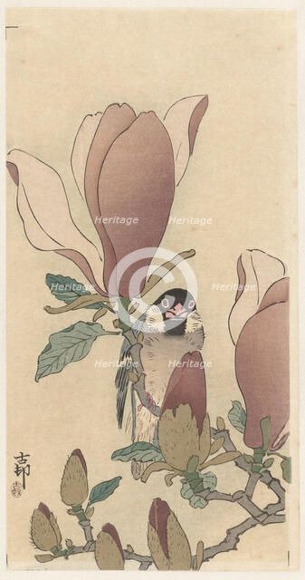 Sparrow on blooming magnolia branch. Creator: Ohara, Koson (1877-1945).