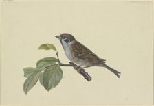 Sparrow, perched on a plum branch, facing left, late 18th century. Creator: Ambrosius Gabler