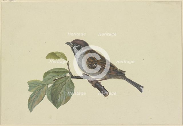 Sparrow, perched on a plum branch, facing left, late 18th century. Creator: Ambrosius Gabler.