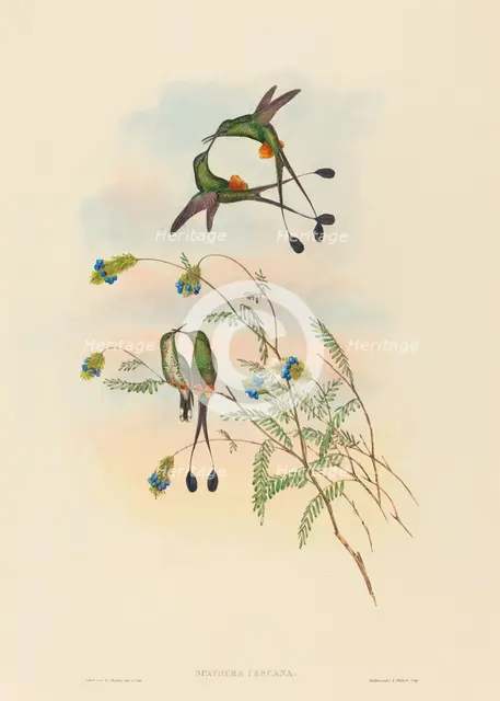 Spathura peruana (Peruvian Racket-Tail). Creators: John Gould, Henry Constantine Richter.