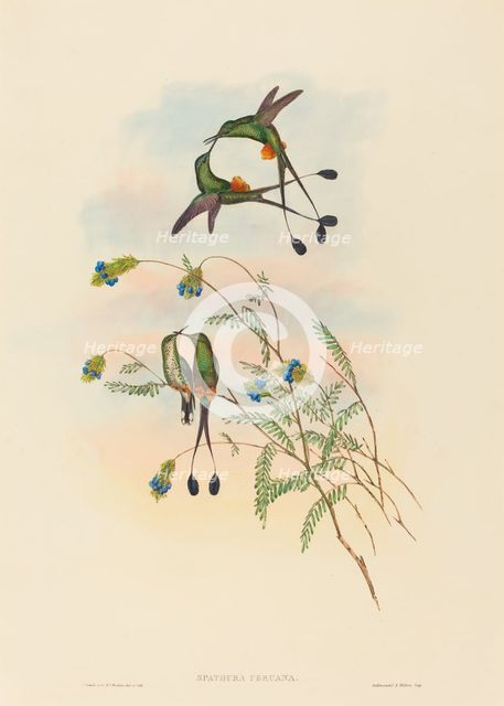 Spathura peruana (Peruvian Racket-Tail). Creators: John Gould, Henry Constantine Richter.