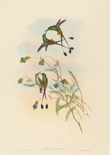 Spathura peruana (Peruvian Racket-Tail). Creators: John Gould, Henry Constantine Richter