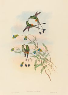 Spathura peruana (Peruvian Racket-Tail). Creators: John Gould, Henry Constantine Richter