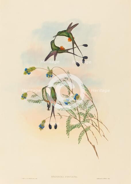 Spathura peruana (Peruvian Racket-Tail). Creators: John Gould, Henry Constantine Richter.