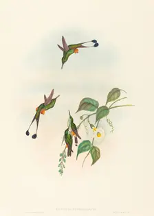 Spathura rufocaligata (Red-booted Racket-Tail). Creators: John Gould, Henry Constantine Richter