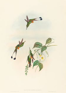 Spathura rufocaligata (Red-booted Racket-Tail). Creators: John Gould, Henry Constantine Richter