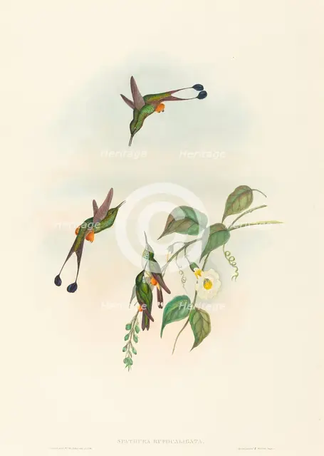 Spathura rufocaligata (Red-booted Racket-Tail). Creators: John Gould, Henry Constantine Richter.