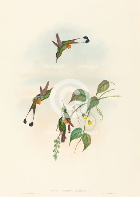 Spathura rufocaligata (Red-booted Racket-Tail). Creators: John Gould, Henry Constantine Richter.