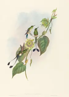 Spathura underwoodi (White-footed Racket-Tail). Creators: John Gould, Henry Constantine Richter