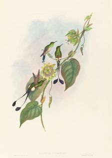 Spathura underwoodi (White-footed Racket-Tail). Creators: John Gould, Henry Constantine Richter