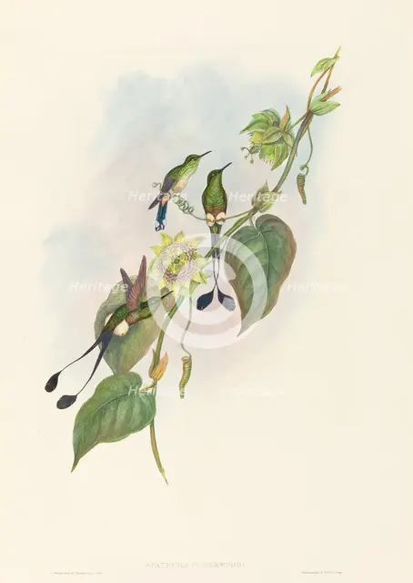 Spathura underwoodi (White-footed Racket-Tail). Creators: John Gould, Henry Constantine Richter.