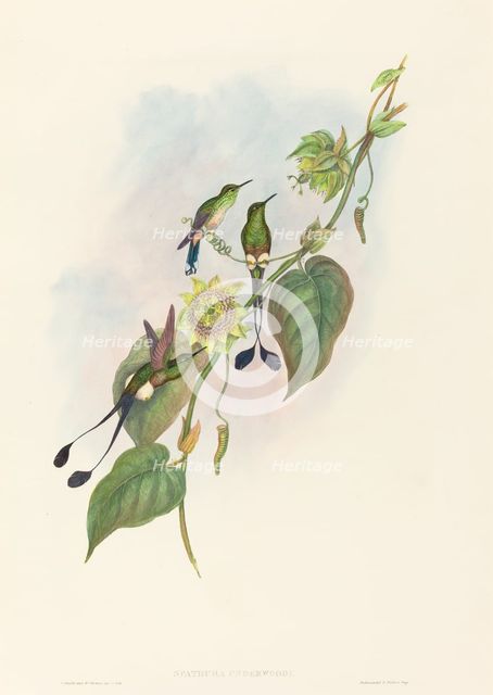 Spathura underwoodi (White-footed Racket-Tail). Creators: John Gould, Henry Constantine Richter.