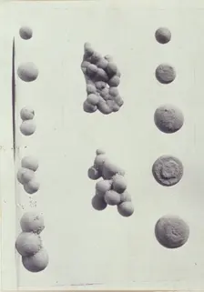 Specimen illustrations for a monograph on clay stones by J.M. Arms Sheldon, c1900. Creator: Frances S. Allen