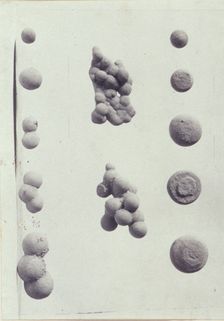 Specimen illustrations for a monograph on clay stones by J.M. Arms Sheldon, c1900. Creator: Frances S. Allen