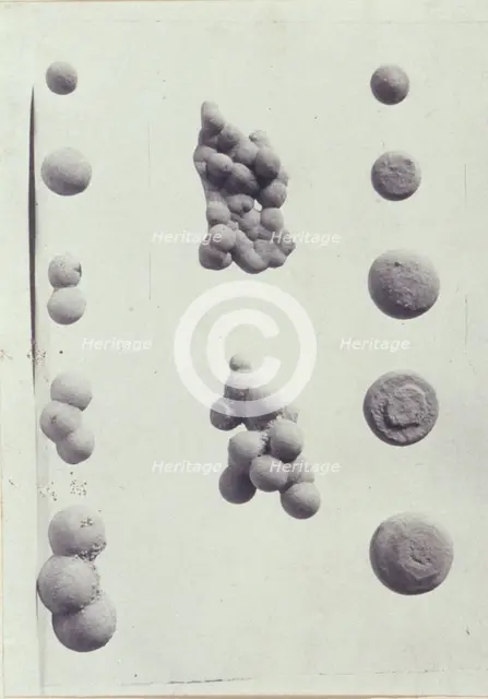 Specimen illustrations for a monograph on clay stones by J.M. Arms Sheldon, c1900. Creator: Frances S. Allen.