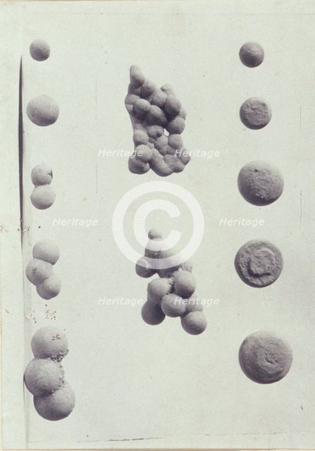 Specimen illustrations for a monograph on clay stones by J.M. Arms Sheldon, c1900. Creator: Frances S. Allen.
