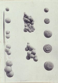 Specimen illustrations for a monograph on clay stones by J.M. Arms Sheldon, c1900. Creator: Frances S. Allen