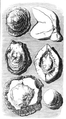 Specimens of Fossils recently found at Tingewick, Bucks., 1857. Creator: Unknown