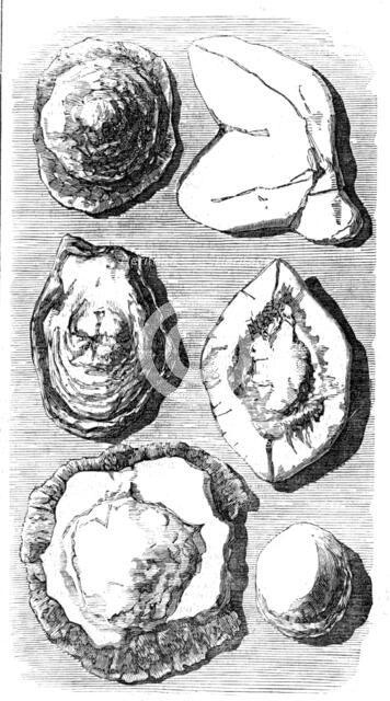 Specimens of Fossils recently found at Tingewick, Bucks., 1857. Creator: Unknown.