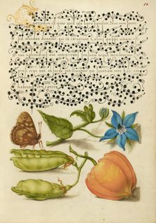 Speckled Wood, Talewort, Garden Pea, and Lantern Plant, 1561-1562; illumination added 1591-1596. Creator: Joris Hoefnagel