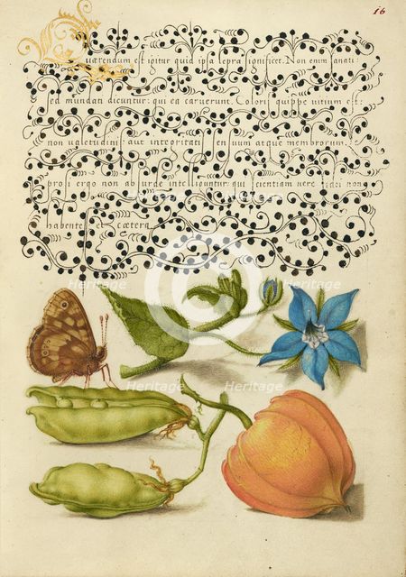 Speckled Wood, Talewort, Garden Pea, and Lantern Plant, 1561-1562; illumination added 1591-1596. Creator: Joris Hoefnagel.