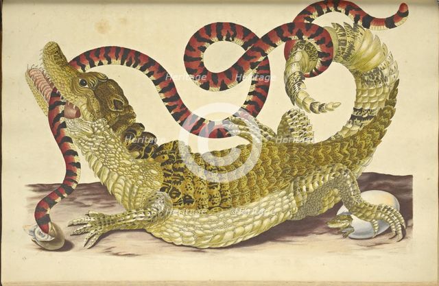 Spectacled Caiman (Caiman crocodilus) and a False Coral Snake, 1705. Creator: Merian, Maria Sibylla (1647-1717).