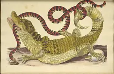 Spectacled Caiman (Caiman crocodilus) and a False Coral Snake, 1705. Creator: Merian, Maria Sibylla (1647-1717)