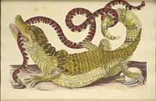 Spectacled Caiman (Caiman crocodilus) and a False Coral Snake, 1705. Creator: Merian, Maria Sibylla (1647-1717)