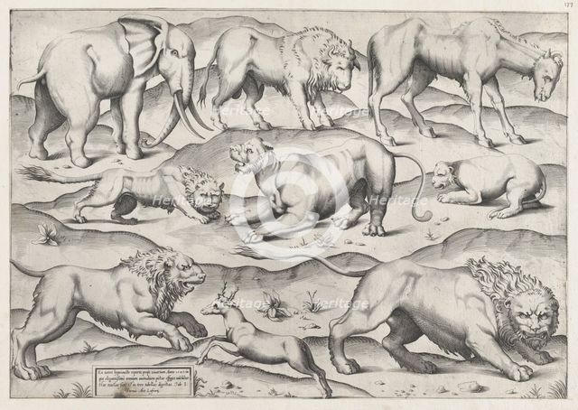 Speculum Romanae Magnificentiae: Wild Animals, from antique wall paintings, plate 1, 1547., 1547. Creator: Anon.