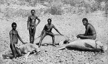 Speared manatee, north-west Australia, 1922